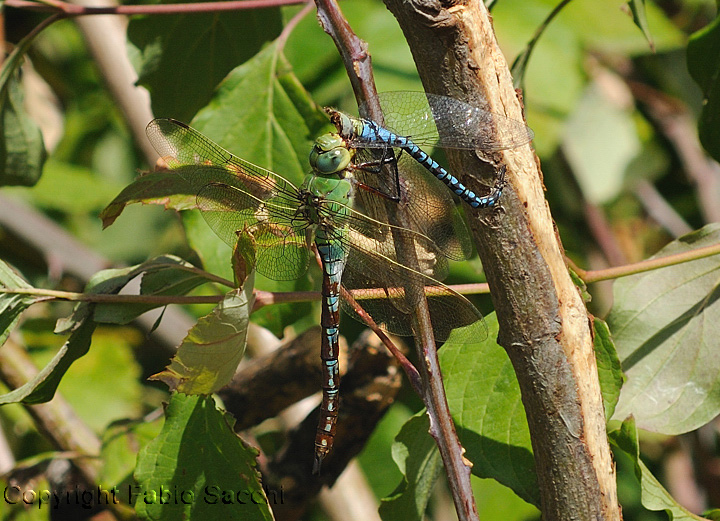 Anax imperator,femmina mentre mangia A.affinis